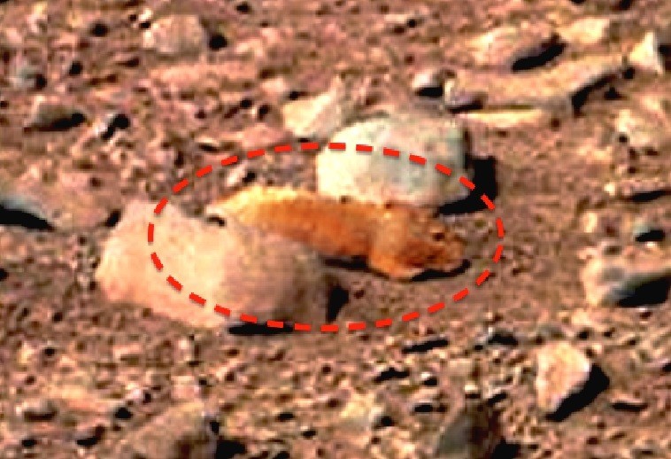 Марс находиться на острове Девон