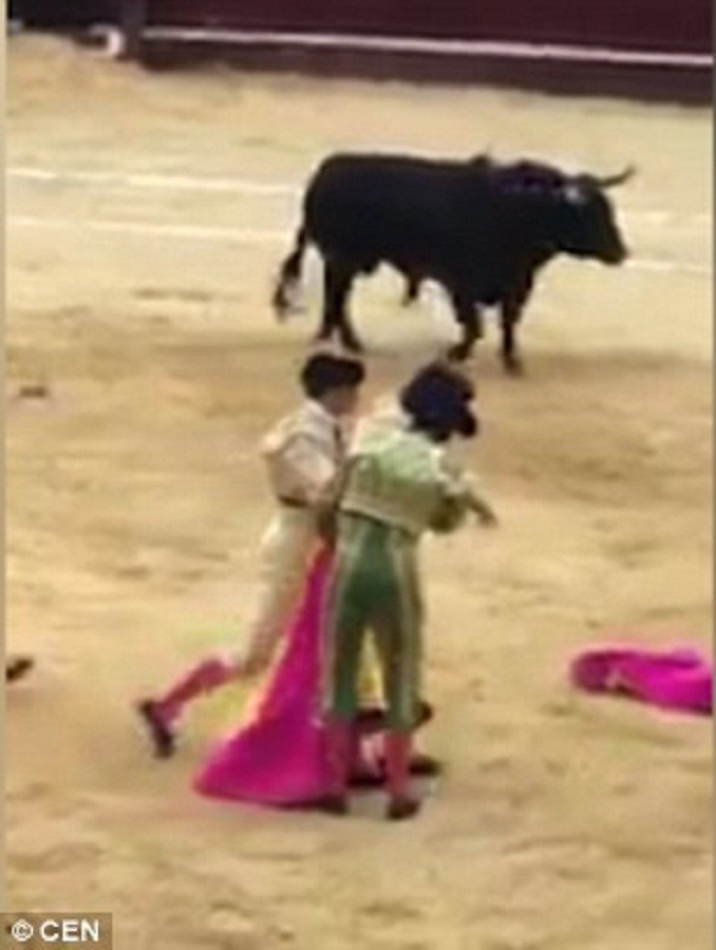 Шок: в Колумбии бык поднял на рога тореадора!