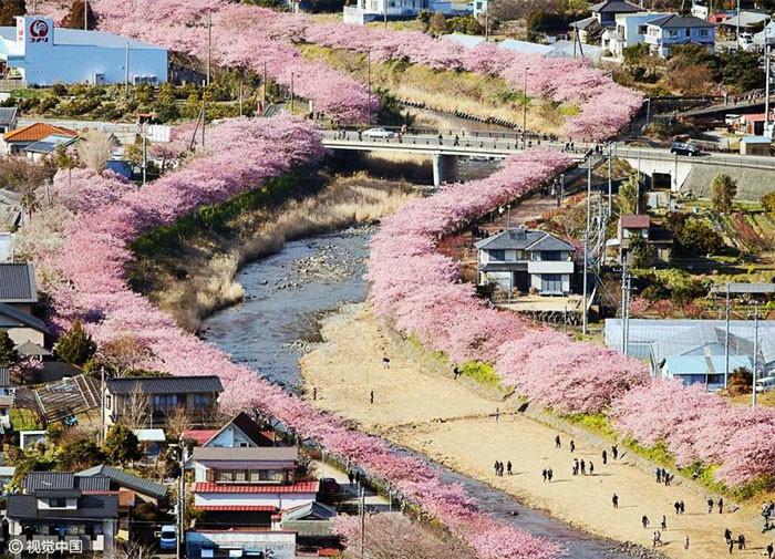В этом японском городе уже расцвела сакура!