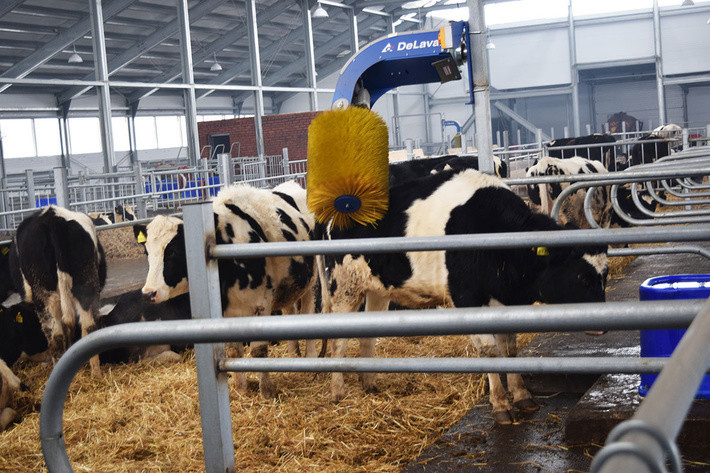 На новый молочно-товарный комплекс «Ильхан» в Татарстане завезли животных