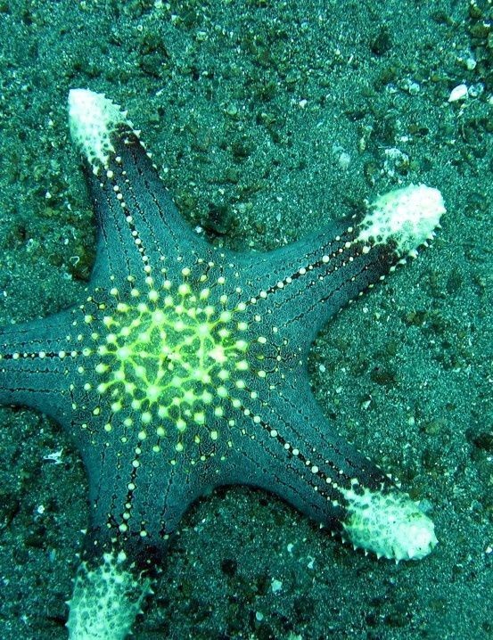 Звезды на дне моря