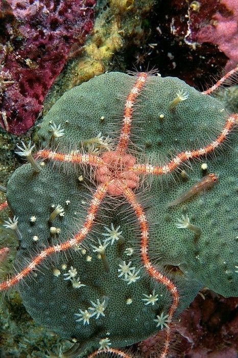 Морские звёзды — долгожители, некоторые виды живут до 30-35 лет.