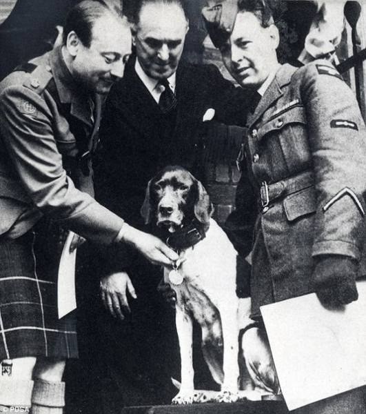 Английский пойнтер Джуди - единственная собака военнопленный