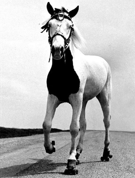 Джимми, лошадь на роликах, 1952 год.