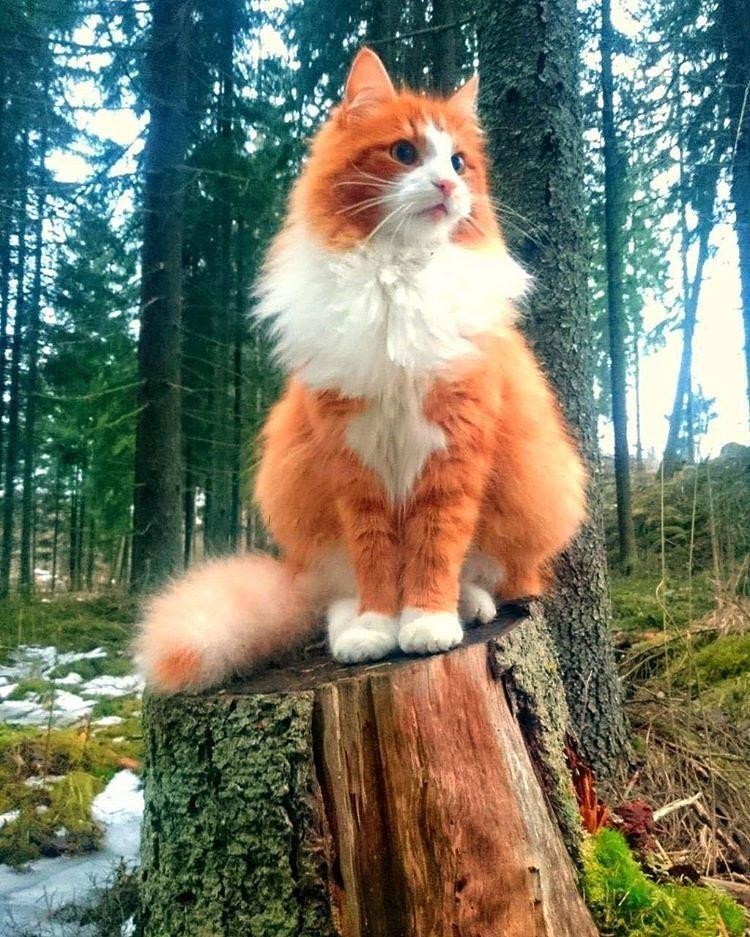 Лесной кот