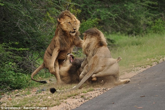 Фотограф Джастин Торн во время отдыха в ЮАР стал свидетелем схватки трех львов