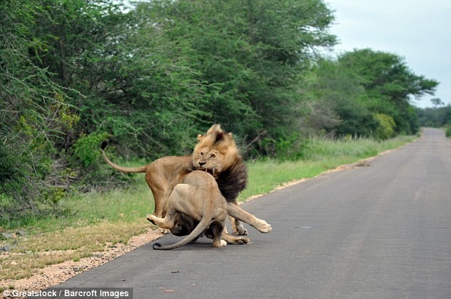 Выплеск агрессии и громкое рычание львов произвели на фотографа неизгладимое впечатление 
