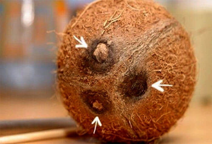 Как открыть кокос