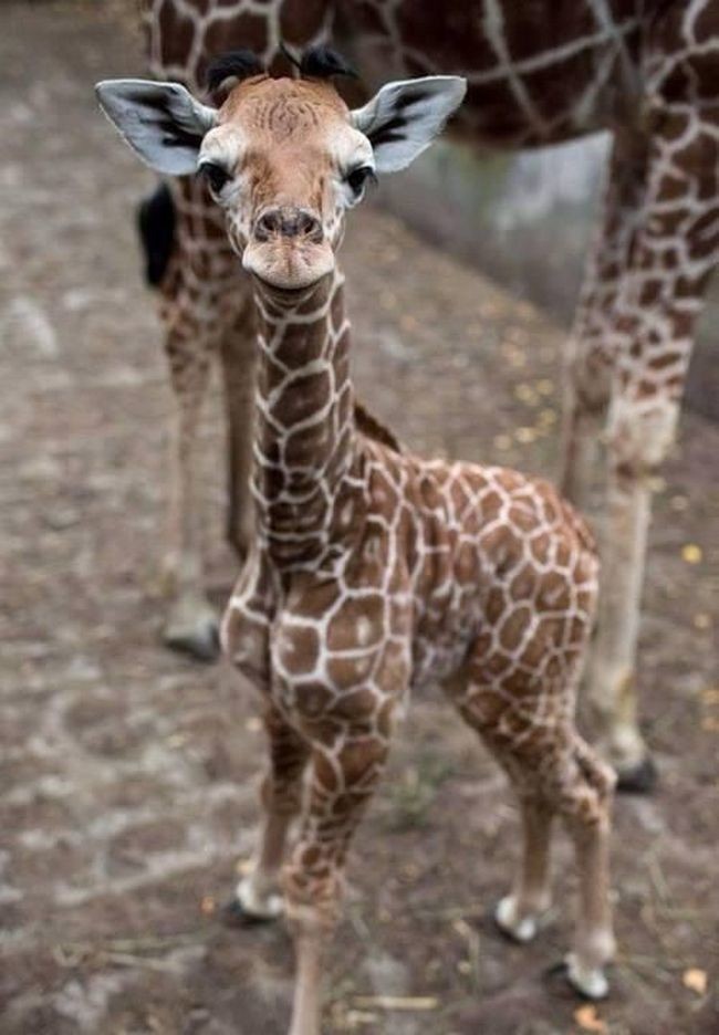 - Что смотрите, я Жираф, просто еще маленький !