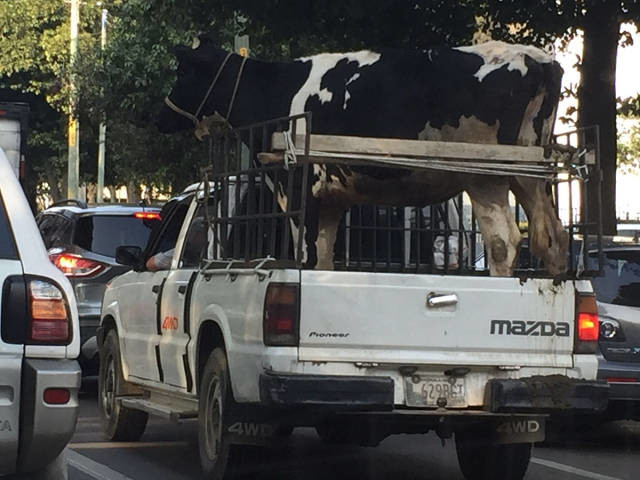 Транспортировка коровы 