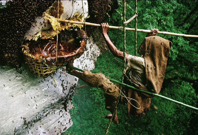 Так собирают мёд в Непале.