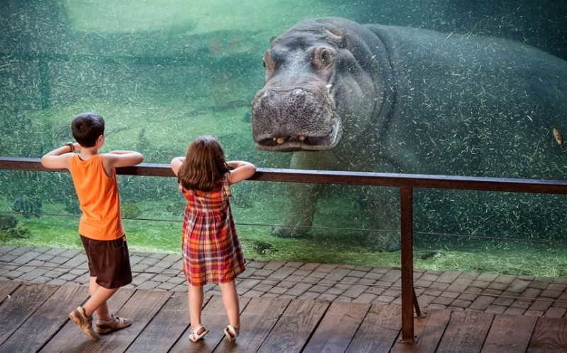 Бегемот устанавливает визуальный контакт с двумя посетителями зоопарка в Испании. Кажется, что бегемот замер, уставившись на детей, во время их посещения Биопарка в Валенсии.
