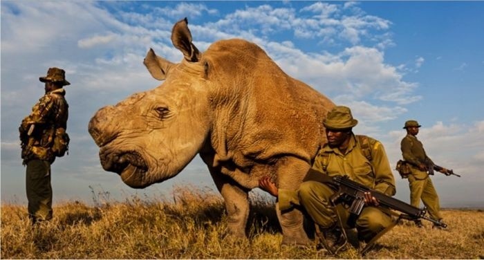  Последний самец северного белого носорога на земле. 