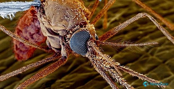 5. Тепловое излучение, исходящее от человека или животного, – главный «источник информации» для комара. Чувствительные органы у комара – на усиках.