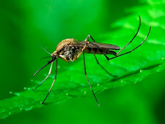 3. Комары бывают разных размеров, вплоть до 12.5 мм. Ископаемые комары достигали 5 сантиметров в длину! 