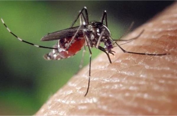 2. Комары не кусают, а сосут. 1200000 комаров достаточно, чтобы выпить из человека всю кровь.