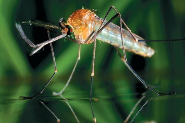 9. Для того, чтобы найти вас, комары используют углекислый газ, который вы выдыхаете. Люди с высокой концентрацией стероидов или холестерина на поверхности кожи сильнее привлекают москитов. Также комаров привлекает уриновая кислота, содержащаяся в по