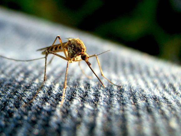 12. .Самая большая опасность от комаров - не сам укус, а паразиты, которые переносятся на комарином жале и могут попасть в кровь. Это особенно выражено в тропиках, где водятся малярийные комары