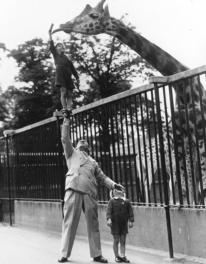 3. Пол Ремос, артист цирка, помогает сыну покормить жирафа в Лондонском зоопарке, 1950 год