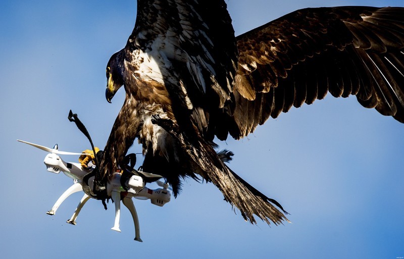 Военные учат орлов перехватывать дроны