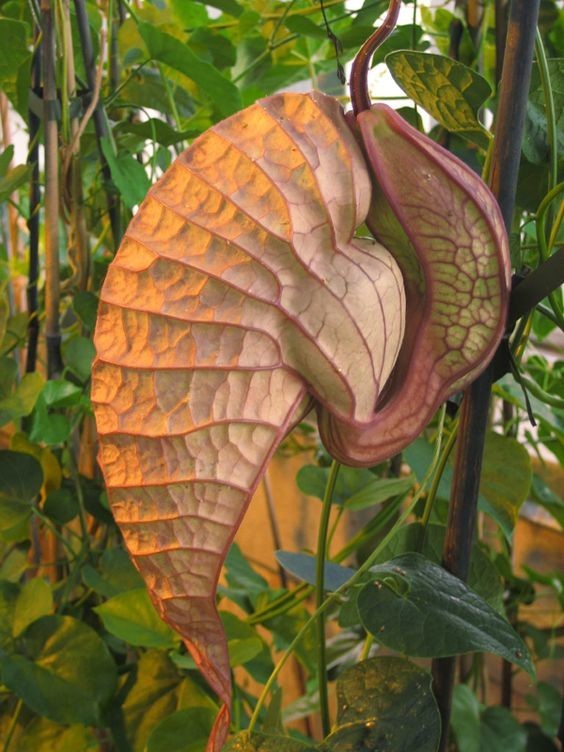 Он же - Кирказон крупноцветковый (Aristolochia grandiflora)