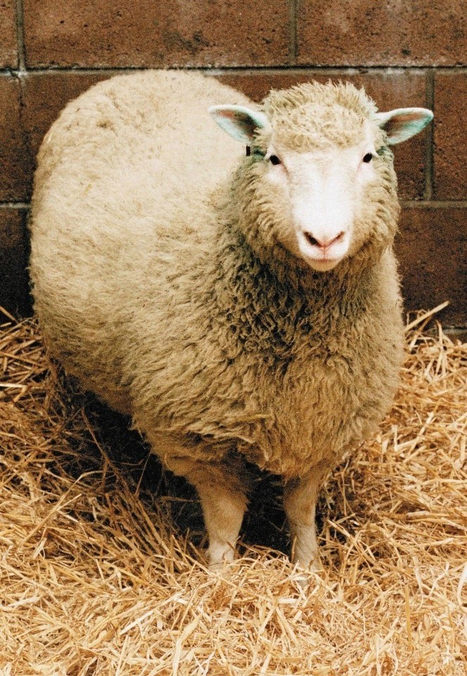 Овца Долли.  