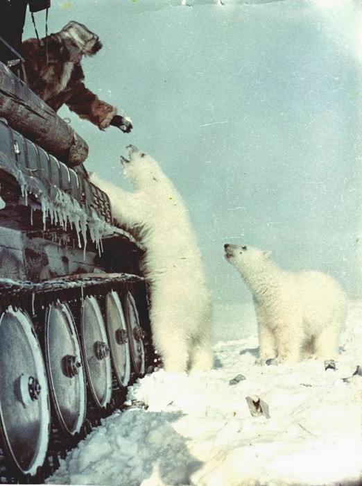 Советские солдаты прямо с танка подкармливают белых медведей, 1950 год 