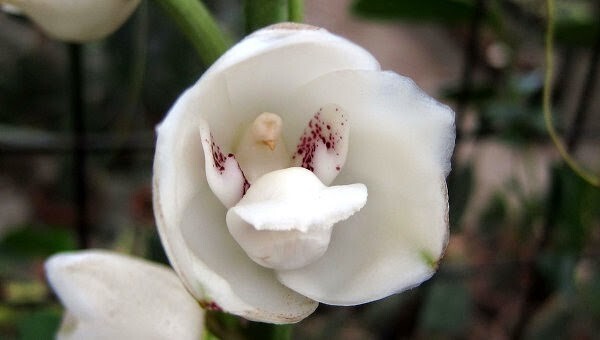 Голубиная орхидея или Орхидея Святого Духа