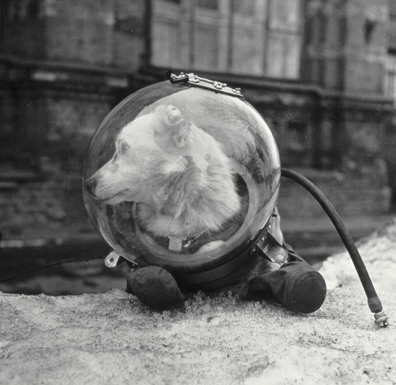 Собака Белка в скафандре, 1960 год, СССР.