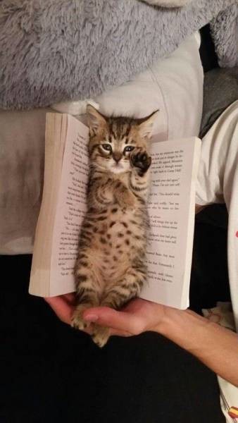 Котенок в книжке