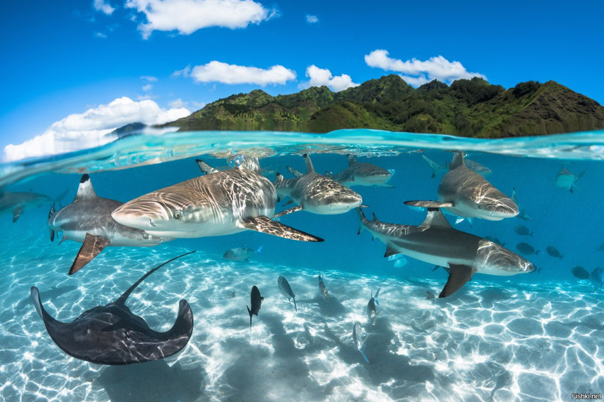 Акулы во Французской Полинезии