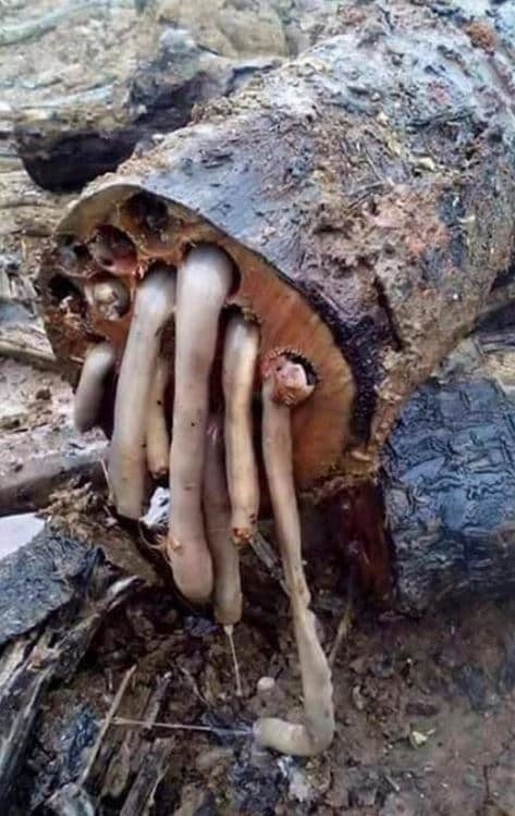 5. Корабельные черви (морские моллюски) выползают из просверленного ими дерева