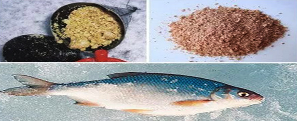Рецепты прикормок и насадок для рыбной ловли для разных видов рыб