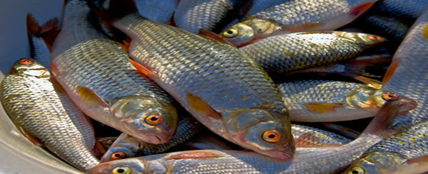 Рецепты прикормок и насадок для рыбной ловли для разных видов рыб