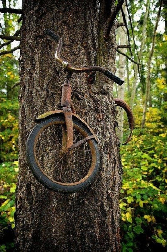 Этот снимок - реальность. Но история про то, что велосипед приковал к дереву юноша, ушедши на войну и не вернувшийся домой, - выдумка от начала до конца