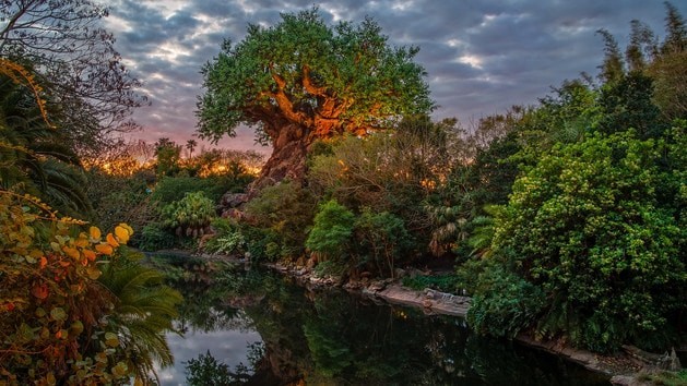 таинственное Дерево жизни родом из Азии оказалось всего лишь декорацией из Звериного королевства в парке развлечений "Мир Диснея" во Флориде 