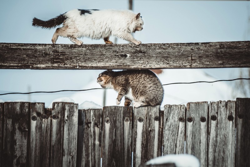 Очень колоритные уличные коты. Часть 3: спецвыпуск в честь Дня кошек в России