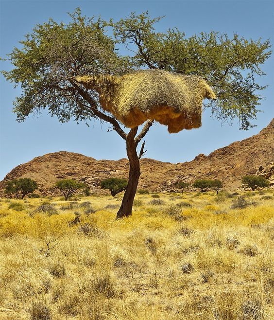 Птицы-ткачи, живущие в пустыне Калахари, плетут необычные гнезда огромных размеров.