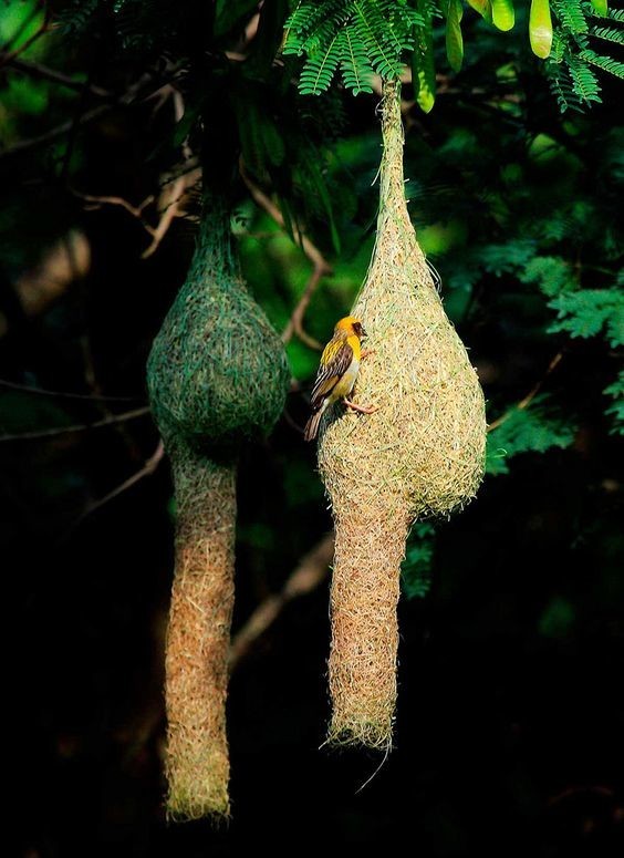 Гнезда птиц байя уивер