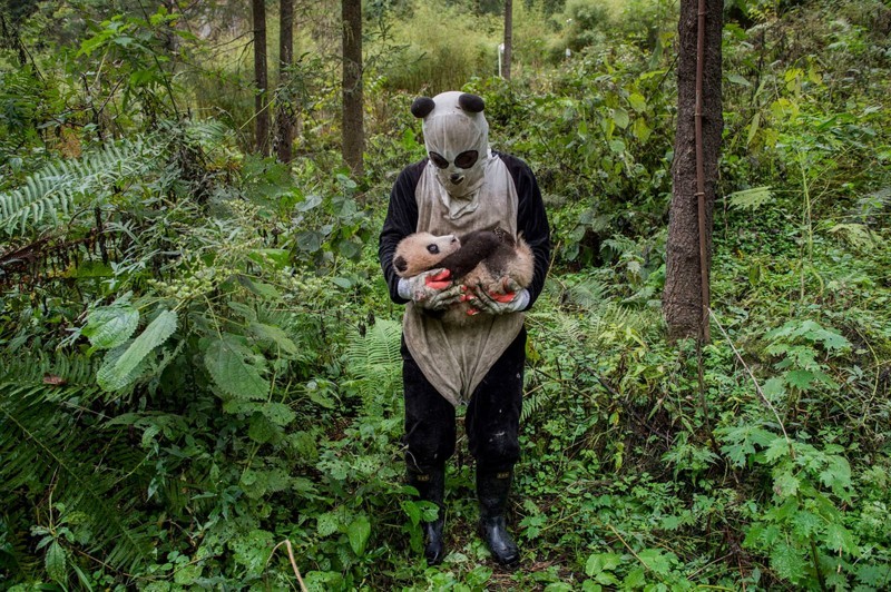 Фото: Ami Vitale, США, категория «Окружающий мир».  Работник центра Wolongas Hetaopig укачивает на руках медвежонка панды