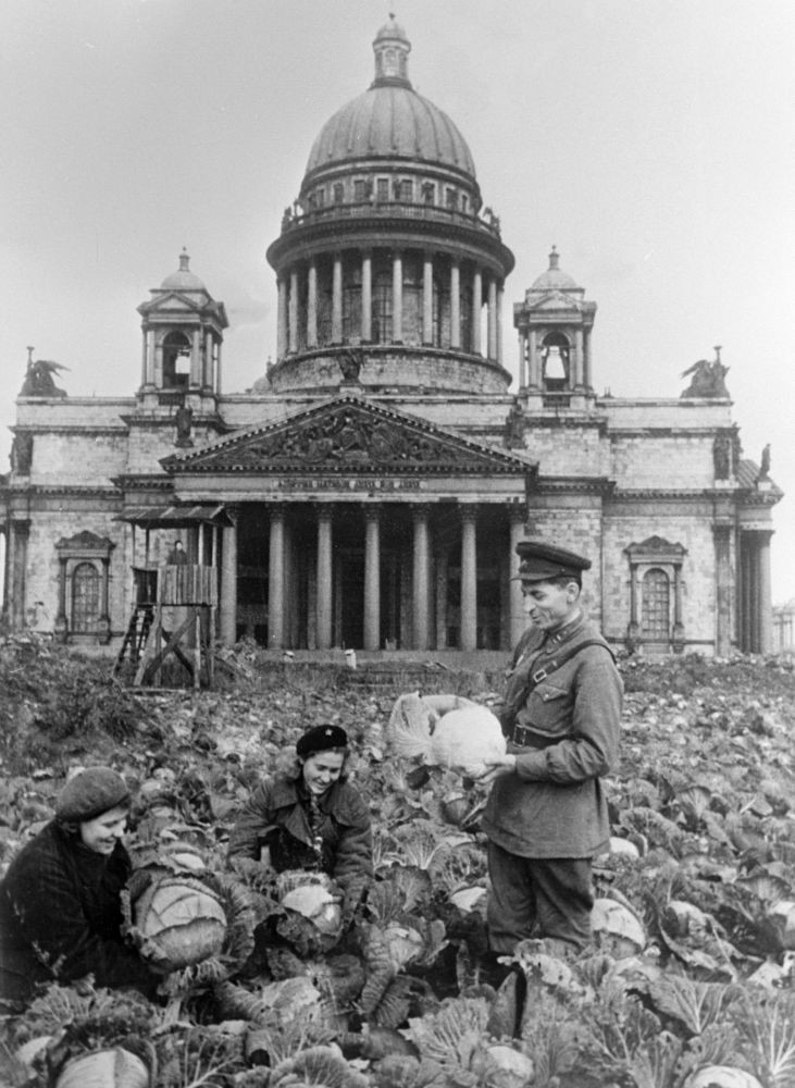 Капуста на огороде у Исаакиевского собора, 1942 год, Ленинград