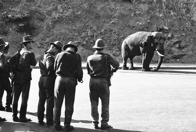 Расстрел ереванского слона, 28 июня 1970 года, СССР