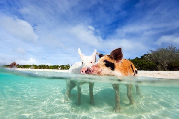 На Багамах погибли плавающие свиньи