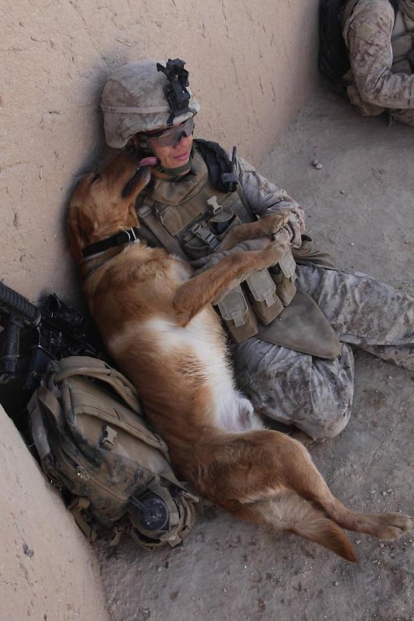 2. Солдат и его собака