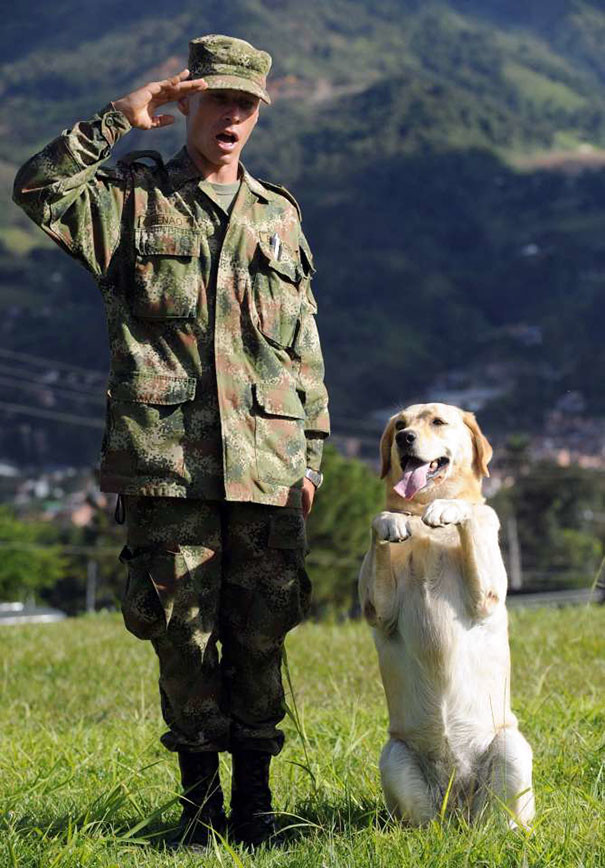 12. Солдат, служебный пес и их совместное приветствие