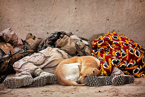 9. Военный пес спит, прикорнув рядом со своими сослуживцами