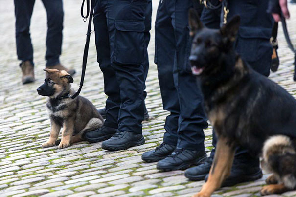 10. Полицейские собаки - щенок и взрослый пес - во время торжественной церемонии похорон убитого датского офицера полиции