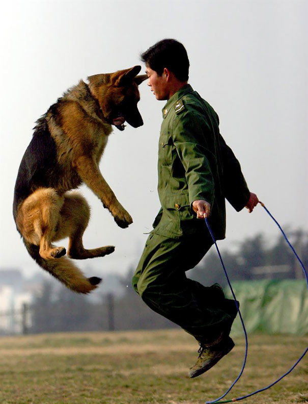 5. Полицейская собака и ее владелец отрабатывают прыжки