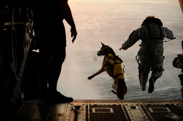 1. Военный и его служебный пес совершают прыжок с вертолета