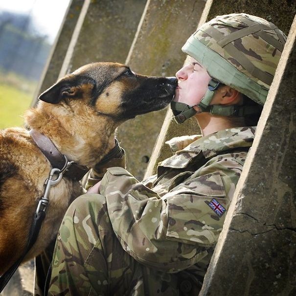 15. Служебный пес целует солдата